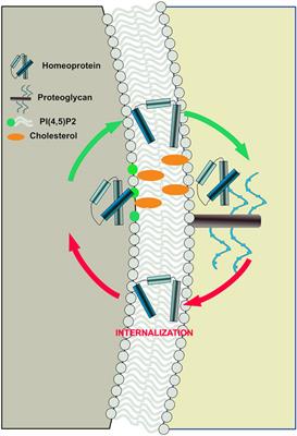 Unconventional Secretion, Gate to Homeoprotein Intercellular Transfer